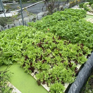 Antilles Food and Vegetables, Owner/ Operator