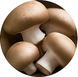 Fungiculture Icon