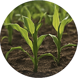 Agriculture Icon